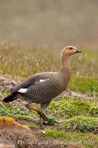 Upland goose, female, walking across grasslands. Males have a white head and breast, females are brown with black-striped wings and yellow feet. Upland geese are 24-29"  long and weigh about 7 lbs, Chloephaga picta, New Island