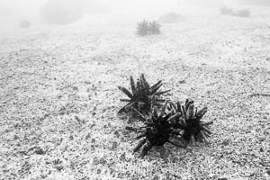 Urchins on sand, black and white / grainy, Isla Lobos