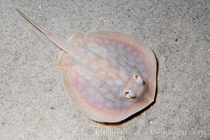 Round stingray, a common inhabitant of shallow sand flats, Urolophus halleri
