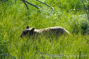 This black bear is wading through deep grass grazing on wild flowers.  Lamar Valley, Ursus americanus, Yellowstone National Park, Wyoming