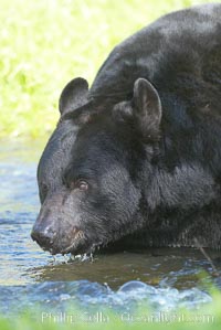 American black bear, adult male, Sierra Nevada foothills, Mariposa, California, Ursus americanus