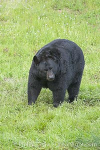 American black bear, adult male, Sierra Nevada foothills, Mariposa, California, Ursus americanus