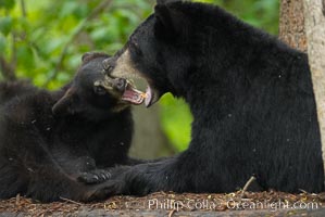 American black bear, mother and cub, Ursus americanus, Orr, Minnesota
