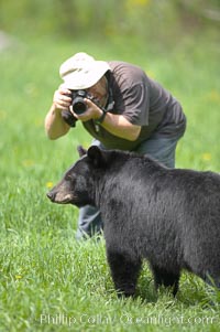 Photographer crouches down to photograph a black bear walking by, Ursus americanus, Orr, Minnesota