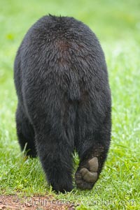Tail and hind end of an American black bear, Ursus americanus, Orr, Minnesota