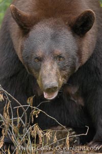 Black bear portrait.  American black bears range in color from deepest black to chocolate and cinnamon brown.  They prefer forested and meadow environments. This bear still has its thick, full winter coat, which will be shed soon with the approach of summer, Ursus americanus, Orr, Minnesota