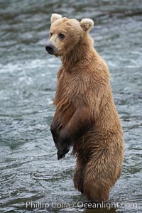 Brown bear (grizzly bear), Ursus arctos, Brooks River, Katmai National Park, Alaska