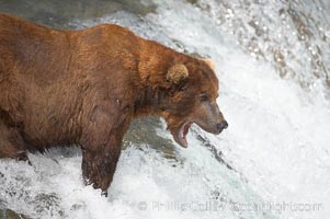 Brown bear (grizzly bear) yawns while waiting for salmon swimming upstream, Ursus arctos, Brooks River, Katmai National Park, Alaska