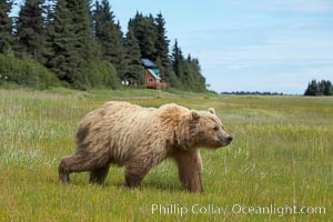 Coastal brown bear (grizzly bear) walks sedge grass meadow near Silver Salmon Creek, Ursus arctos, Lake Clark National Park, Alaska