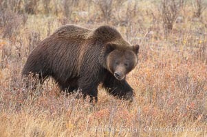 Grizzly bear in Yellowstone National Park in autumn, fall, walking through brown grasses, Ursus arctos horribilis, Lamar Valley