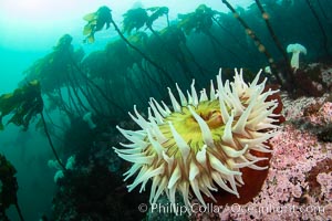 Urticina anemone and forest of bull kelp,  Browning Pass, Vancouver Island, Urticina piscivora
