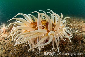 Urticina columbiana Sand Rose Anemone, Browning Pass, Canada