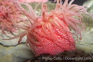 Beaded anemone, Urticina lofotensis
