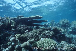 Various hard corals on coral reef, Northern Red Sea, Egyptian Red Sea