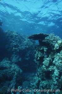 Various hard corals on coral reef, Northern Red Sea, Egyptian Red Sea