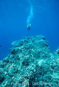 Various hard corals on coral reef, Maui