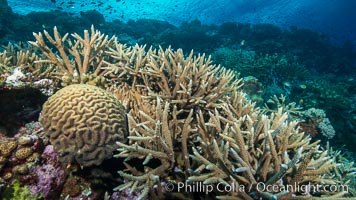 Brain and staghorn corals on pristine Fijian coral reef, Acropora palifera, Symphyllia