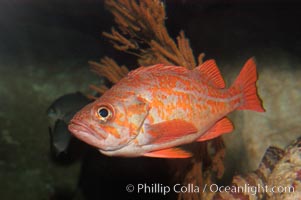 Vermillion rockfish, Sebastes miniatus