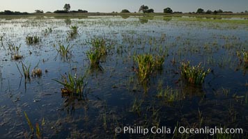 Vernal pool, full of water following spring rains, Santa Rosa Plateau, Santa Rosa Plateau Ecological Reserve, Murrieta, California