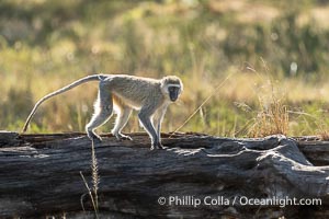 Vervet Monkey, Cercopithecus aethiops, Masai Mara, Kenya, Cercopithecus aethiops, Maasai Mara National Reserve