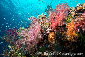 Staghorn coral on pristine Fijian coral reef, Acropora palifera