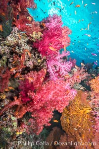 Staghorn coral on pristine Fijian coral reef, Acropora palifera