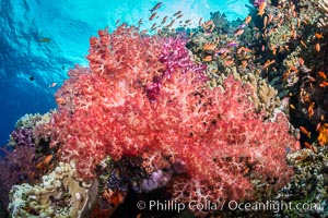 Dendronephthya soft corals and schooling Anthias fishes, on a pristine coral reef. Fiji is known as the soft coral capitlal of the world, Dendronephthya, Pseudanthias, Vatu I Ra Passage, Bligh Waters, Viti Levu  Island