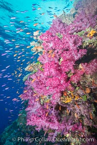 Dendronephthya soft corals and schooling Anthias fishes, feeding on plankton in strong ocean currents over a pristine coral reef. Fiji is known as the soft coral capitlal of the world, Dendronephthya, Pseudanthias, Namena Marine Reserve, Namena Island