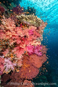 Dendronephthya soft corals and schooling Anthias fishes, feeding on plankton in strong ocean currents over a pristine coral reef. Fiji is known as the soft coral capitlal of the world, Dendronephthya, Pseudanthias