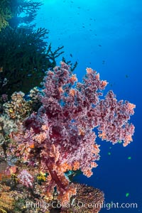 Vibrant colorful soft corals reaching into ocean currents, capturing passing planktonic food, Fiji, Dendronephthya, Vatu I Ra Passage, Bligh Waters, Viti Levu  Island
