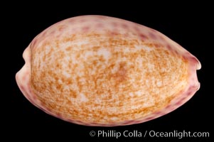 Violet Chinese Cowrie, Cypraea chinensis violacea