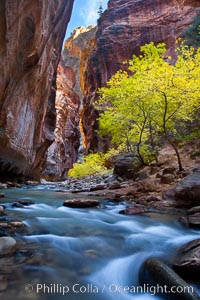 Yellow cottonwood trees in autumn, fall colors in the Virgin River Narrows in Zion National Park