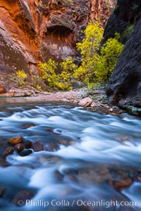 Virgin River narrows and fall colors, cottonwood trees in autumn along the Virgin River with towering sandstone cliffs, Virgin River Narrows, Zion National Park, Utah