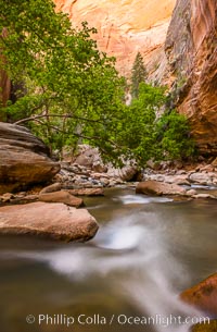 The Virgin River Narrows, where the Virgin River has carved deep, narrow canyons through the Zion National Park sandstone, creating one of the finest hikes in the world