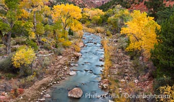 The Virgin River and fall colors, maples and cottonwood trees in autumn, Zion National Park, Utah