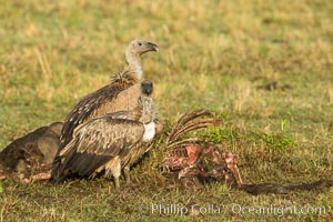 Vultures on a carcass, greater Maasai Mara, Kenya, Maasai Mara National Reserve