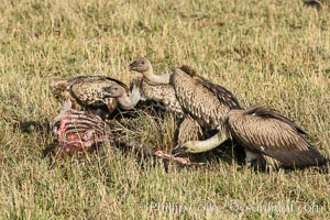 Vultures on a carcass, greater Maasai Mara, Kenya, Maasai Mara National Reserve