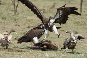 Vultures fighting over a carcass, greater Maasai Mara, Kenya, Olare Orok Conservancy