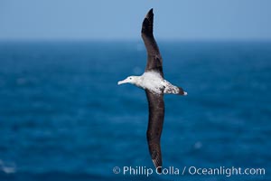 Wandering albatross in flight, over the open sea.  The wandering albatross has the largest wingspan of any living bird, with the wingspan between, up to 12' from wingtip to wingtip.  It can soar on the open ocean for hours at a time, riding the updrafts from individual swells, with a glide ratio of 22 units of distance for every unit of drop.  The wandering albatross can live up to 23 years.  They hunt at night on the open ocean for cephalopods, small fish, and crustaceans. The survival of the species is at risk due to mortality from long-line fishing gear, Diomedea exulans