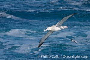 wandering albatross distance
