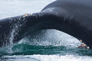 Water falling from the fluke (tail) of a humpback whale as the whale dives to forage for food in the Santa Barbara Channel, Megaptera novaeangliae, Santa Rosa Island, California