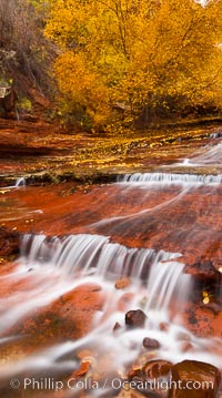 Small waterfalls and autumn trees, along the left fork in North Creek Canyon, with maple and cottonwood trees turning fall colors, Zion National Park, Utah