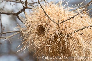 Weaver bird nest, Amboseli National Park, Kenya
