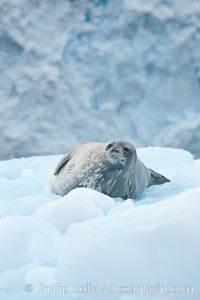 Weddell seal in Antarctica.  The Weddell seal reaches sizes of 3m and 600 kg, and feeds on a variety of fish, krill, squid, cephalopods, crustaceans and penguins, Leptonychotes weddellii, Cierva Cove