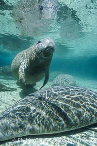 West Indian manatee at Three Sisters Springs, Florida, Trichechus manatus, Crystal River