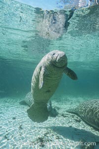 West Indian manatee at Three Sisters Springs, Florida, Trichechus manatus, Crystal River