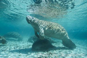 West Indian manatee at Three Sisters Springs, Florida, Trichechus manatus, Crystal River