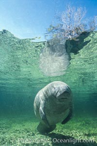 West Indian manatee at Three Sisters Springs, Florida, Trichechus manatus, Crystal River