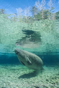 West Indian manatee at Three Sisters Springs, Florida, Trichechus manatus, Crystal River