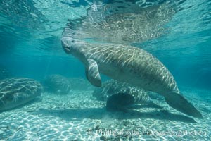 West Indian manatee at Three Sisters Springs, Florida, Trichechus manatus, Crystal River